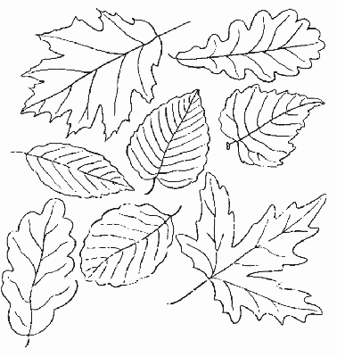 Kolorowanka z różnymi rodzajami liści